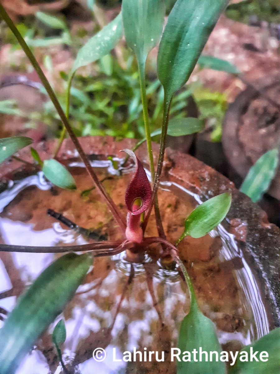 Cryptocoryne × willisii Reitz